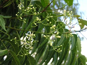 ニームの白い小さな花と非対称の葉