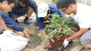 ブーゲンビリアの苗を植える